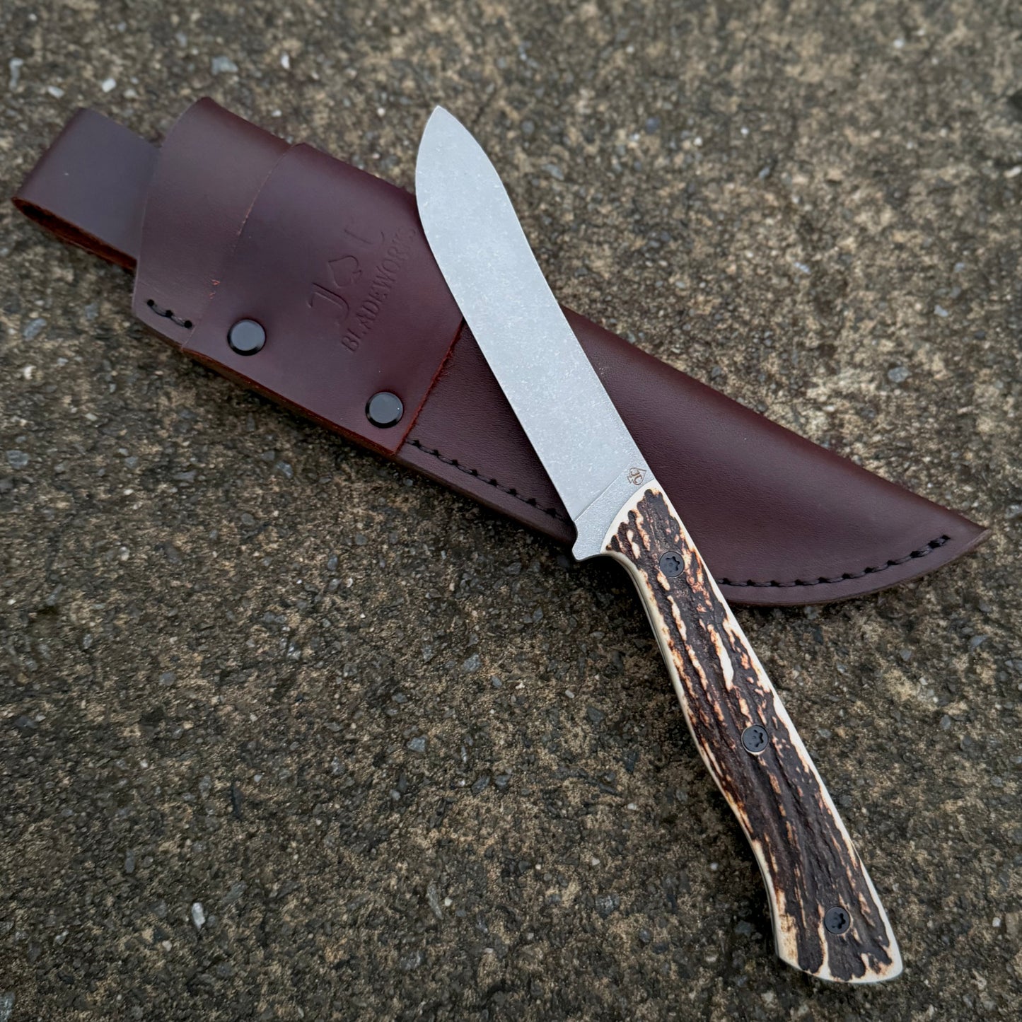 SCRUB BULL- ANTLER