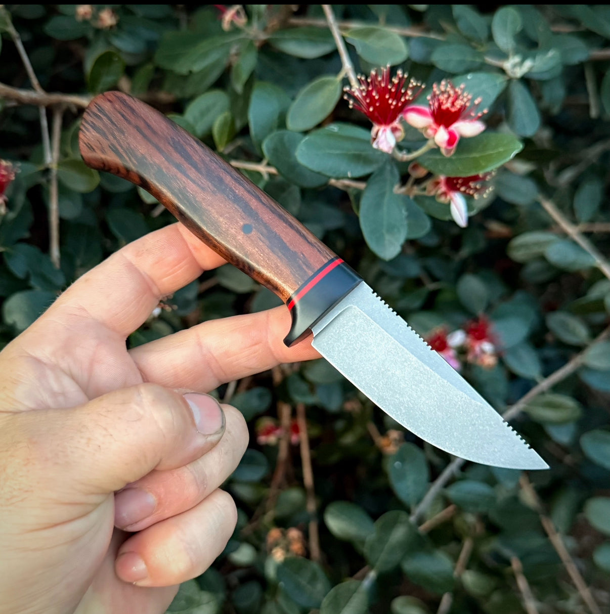 Hollow Groun Cappa -Tiger Myrtle Handle