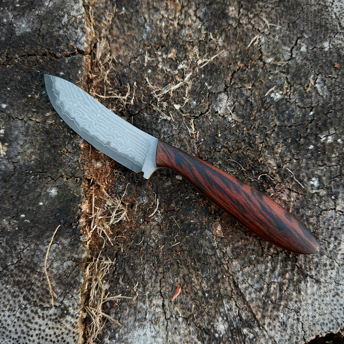 Stoat- stainless Damascus clad SLD ￼