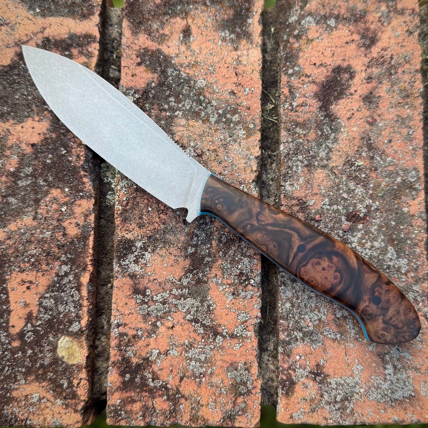 CC Belt Knife - Turkish Walnut Burl Handle